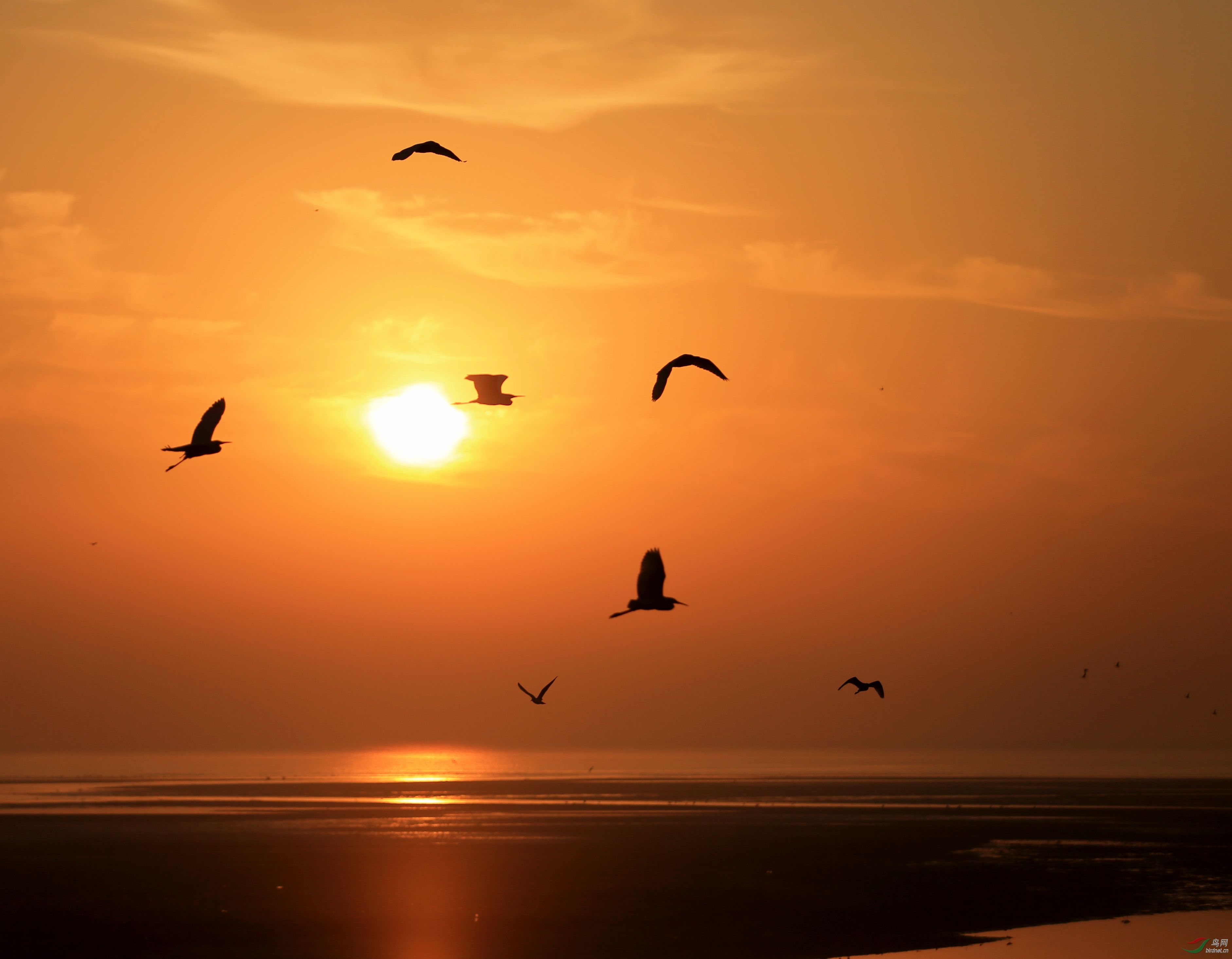 北戴河鸽子窝旭日东升