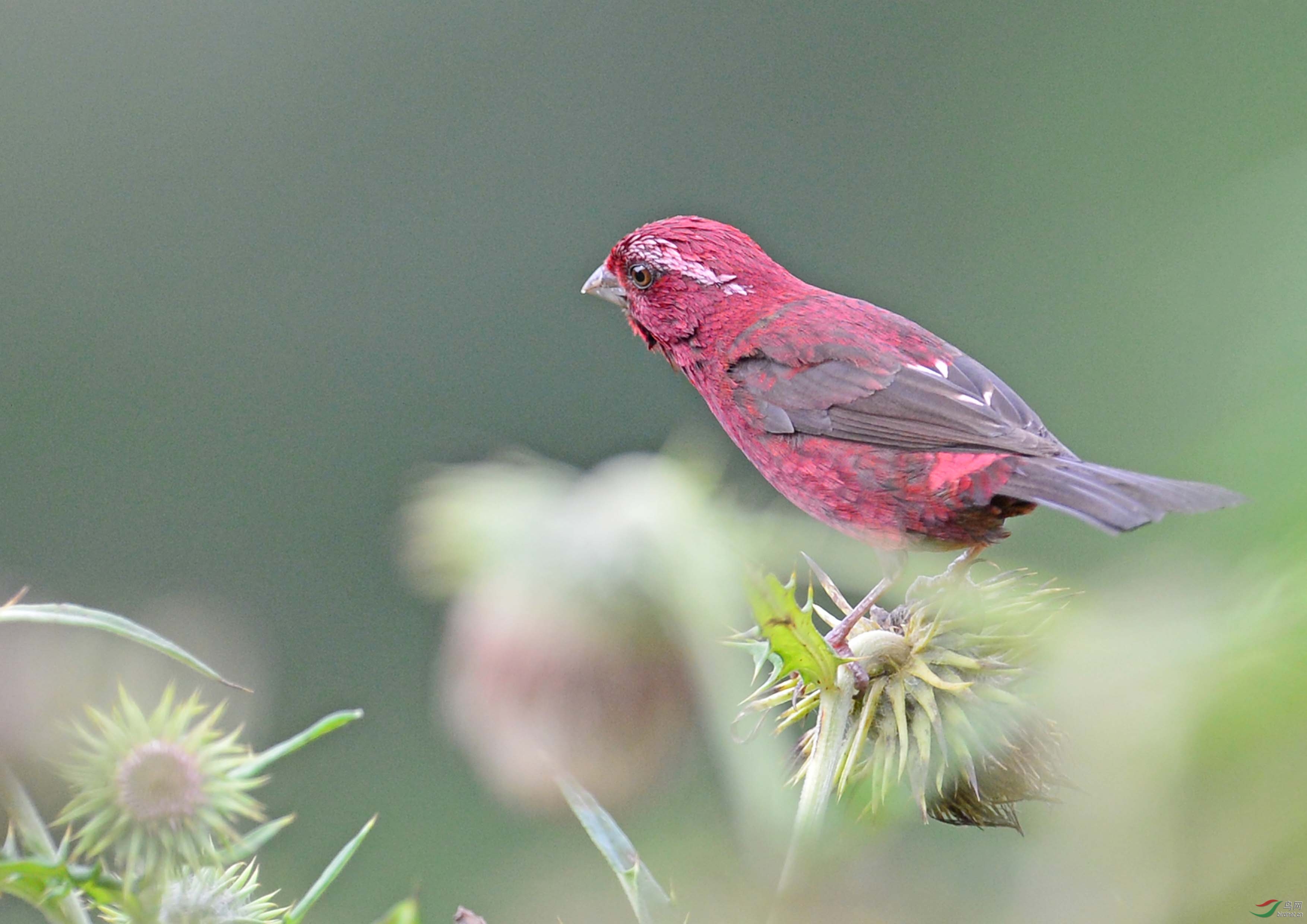 长沙鸟友重庆拍鸟