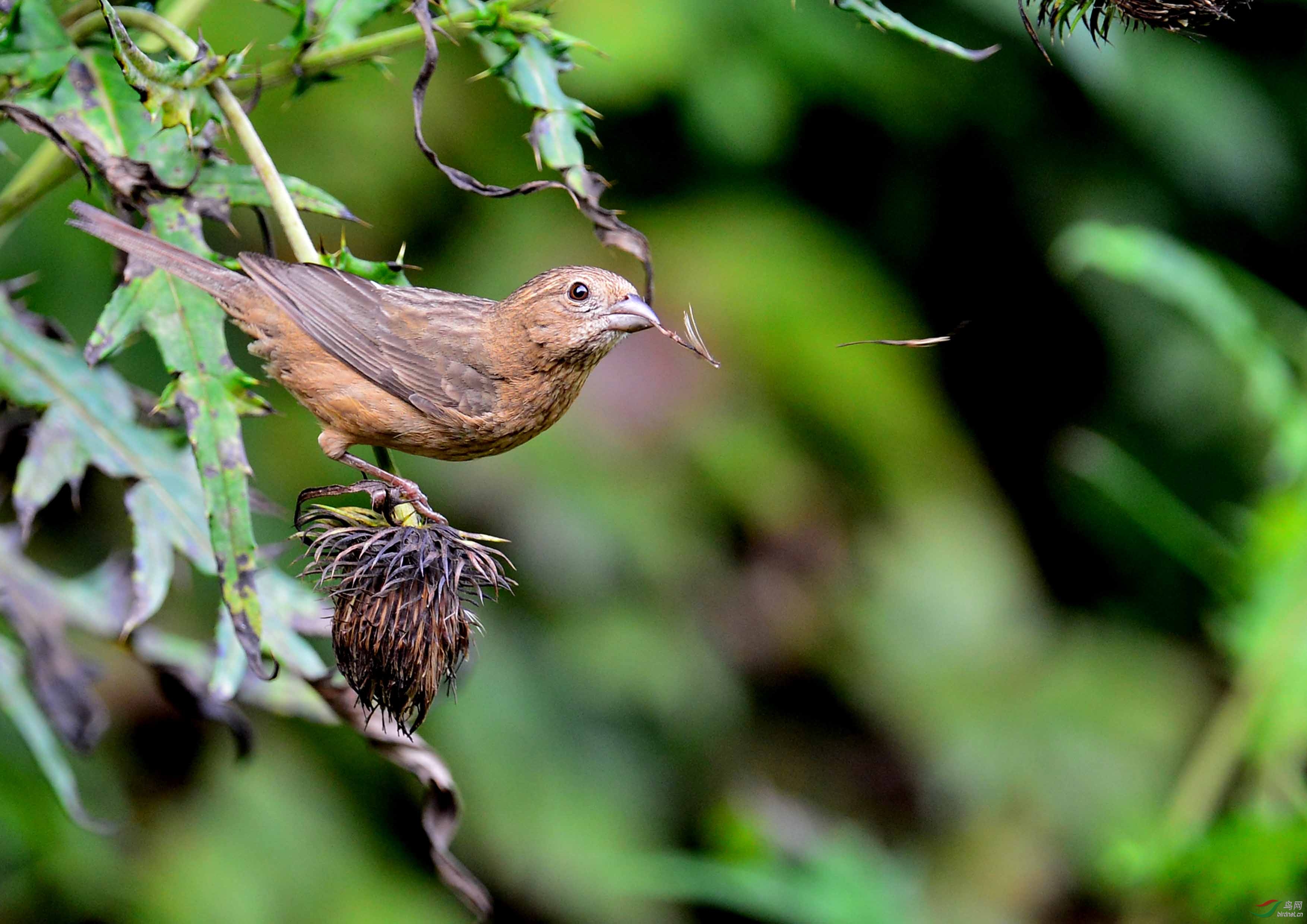 长沙鸟友重庆拍鸟