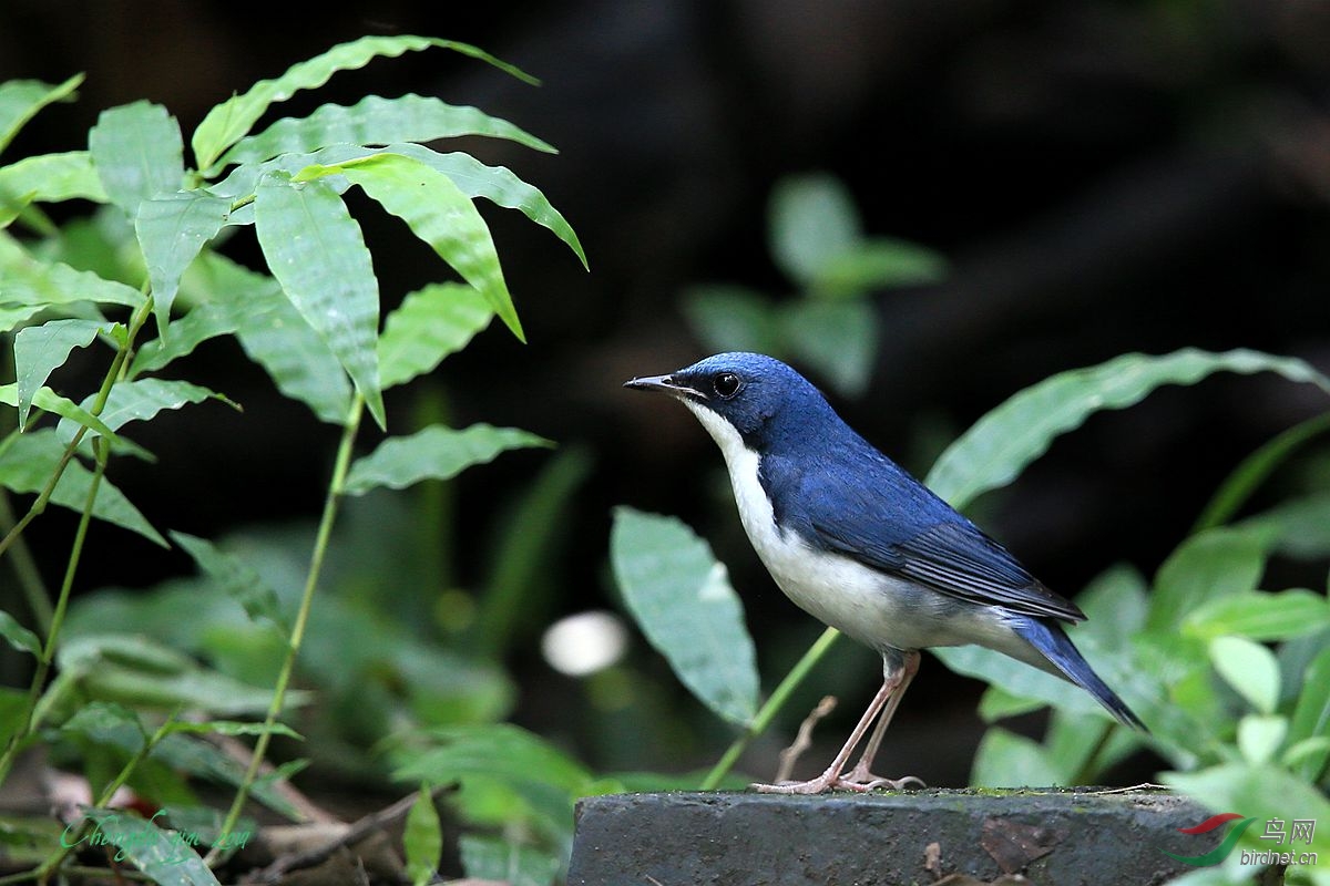 今秋首拍蓝歌鸲