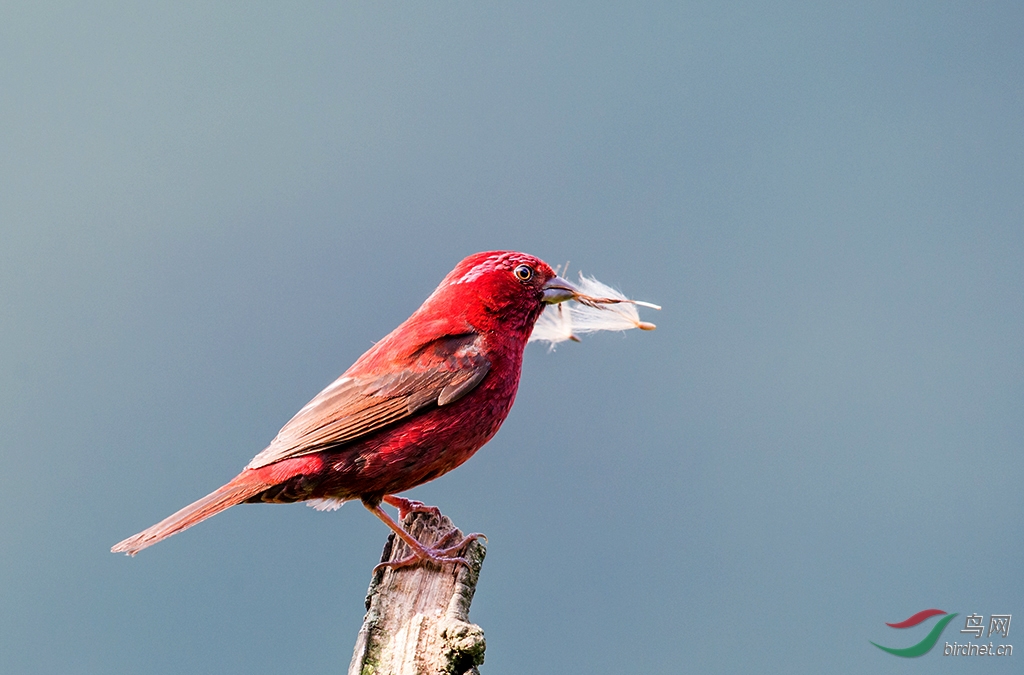 (酒红朱雀)酒红雄,雌和亚成鸟