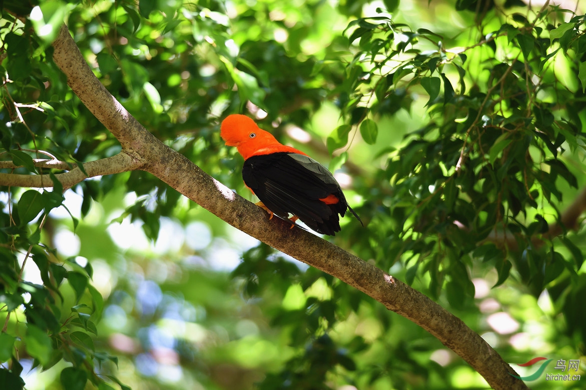 安第斯动冠伞鸟安第斯冠伞鸟
