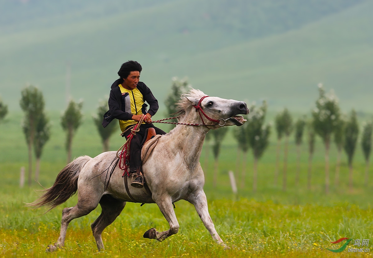 科尔沁人 - 内蒙古版 neimenggu 鸟网