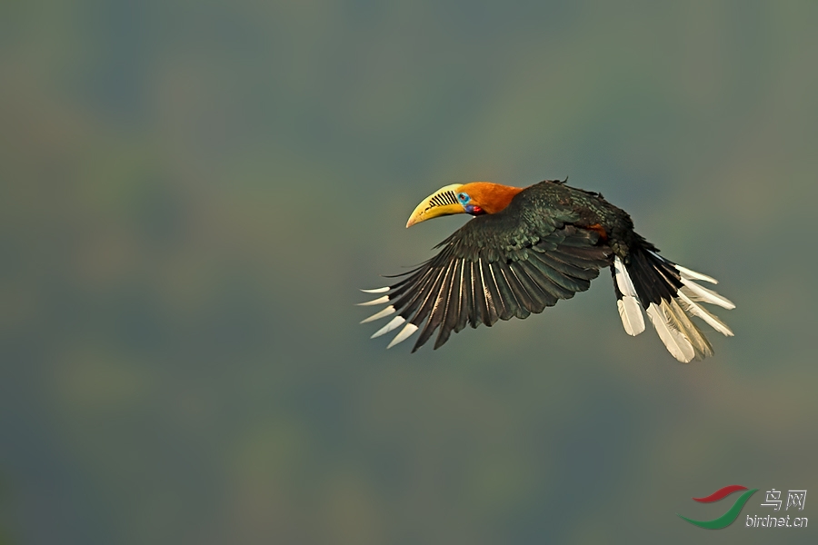 棕颈犀鸟棕颈犀鸟