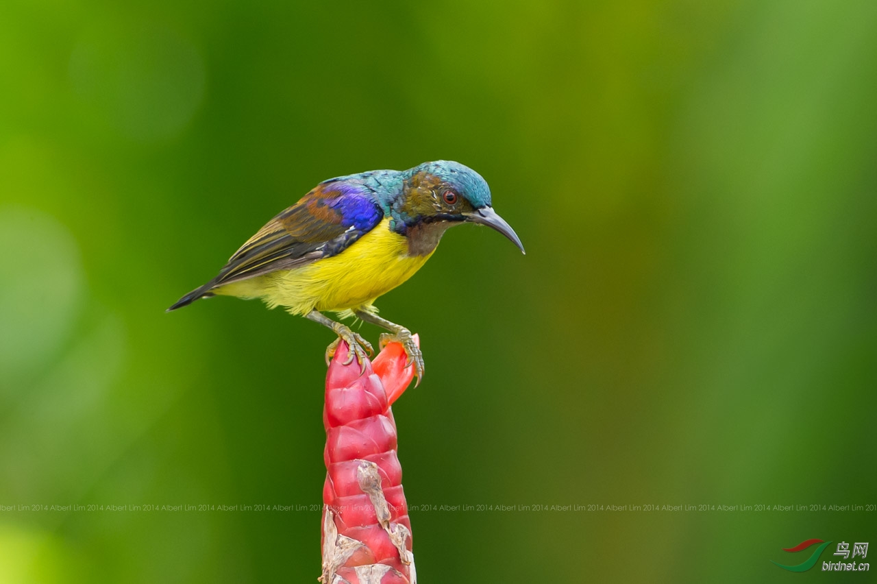 太阳鸟 - 新加坡滨江花园