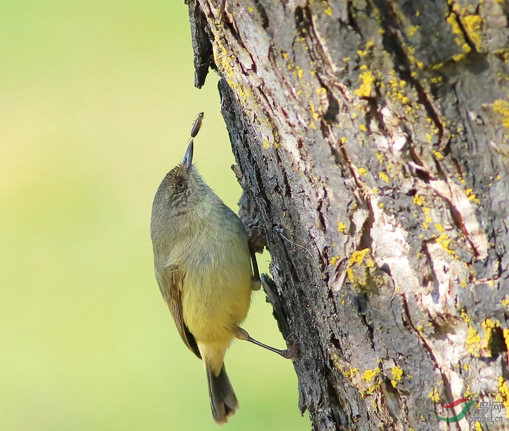 Y-Buff-rumped Thornbill1_����_���˺�_����.jpg
