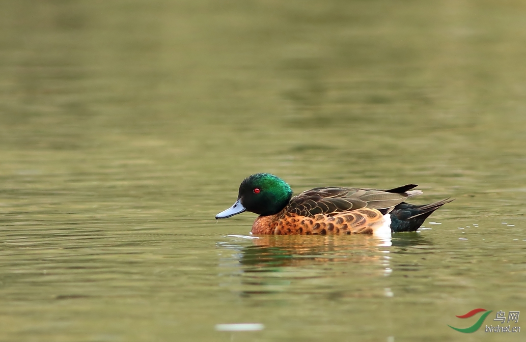 Y-Chestnut Teal_����_���˺�_����.jpg