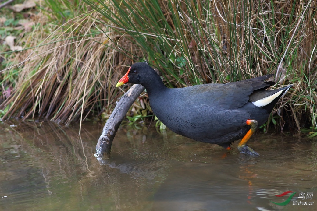 Y-Dusky Moorhen_����_���˺�_����.jpg