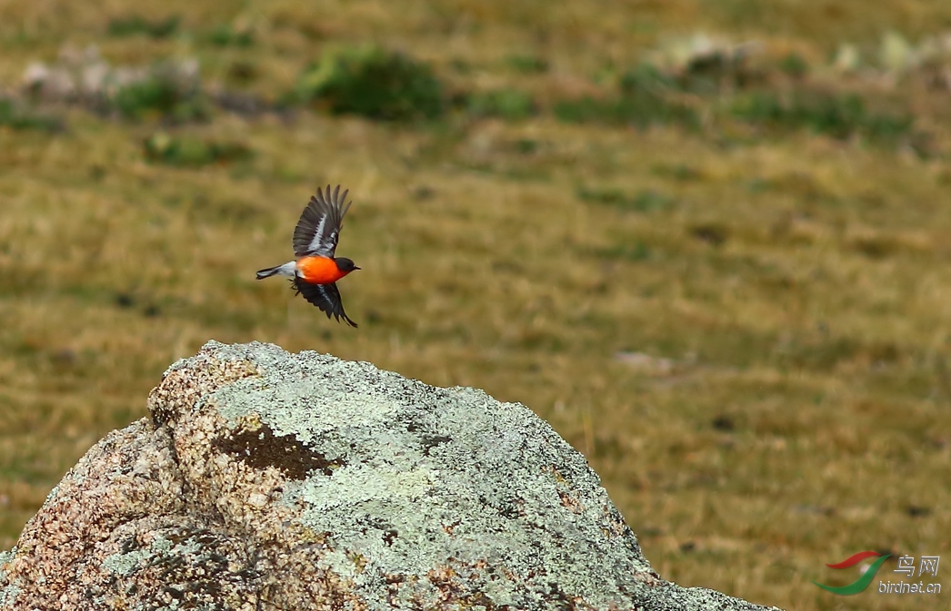 Y-Flame Robin_����_���˺�_����.jpg