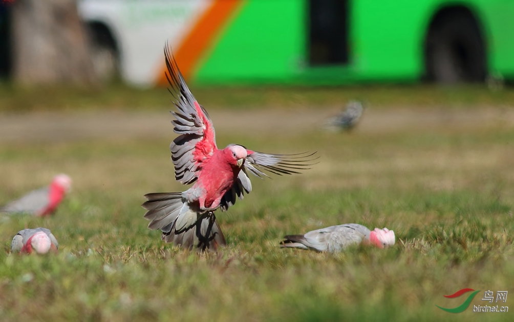 Y-Galah_���˺�_����.jpg