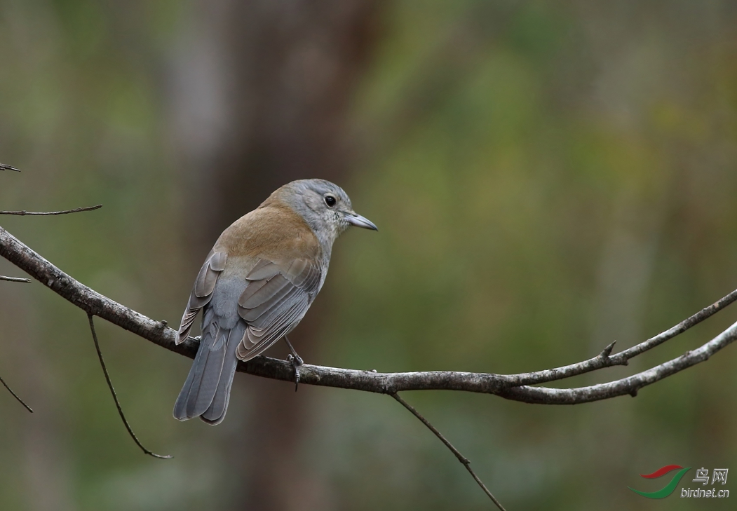 Y-Grey Shrike-thrush2_���˺�_����.jpg