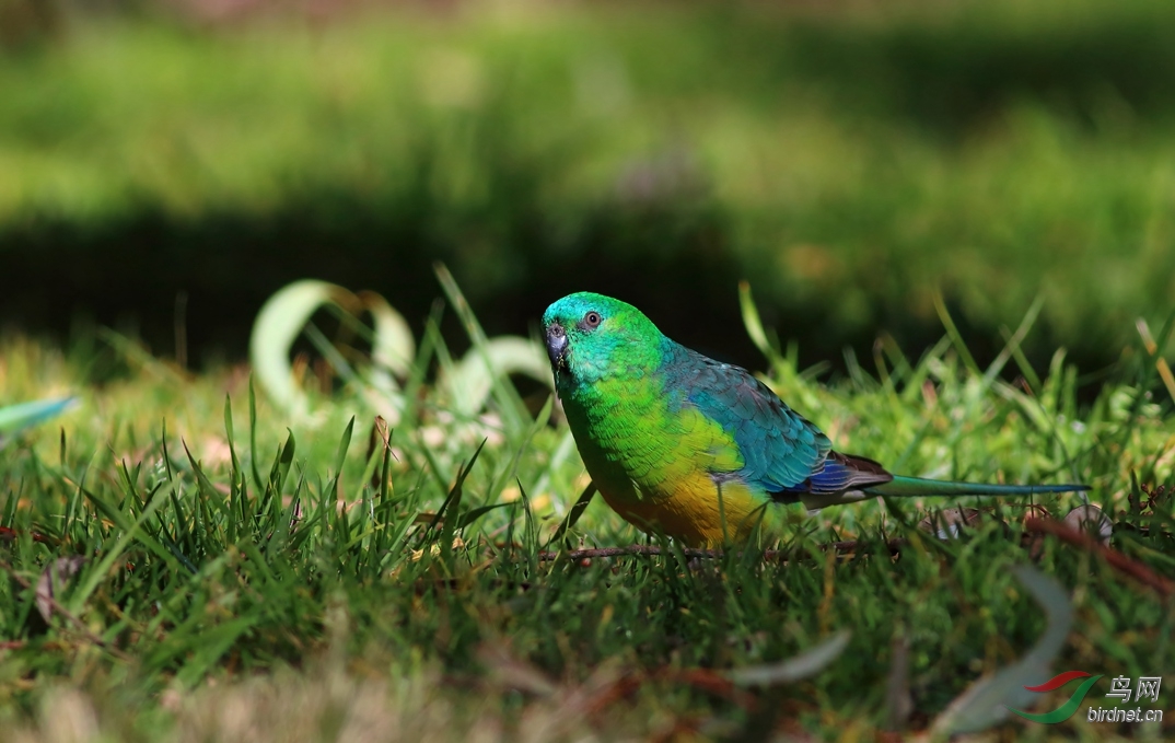 Y-Red-rumped Parrot3_����_���˺�_����.jpg