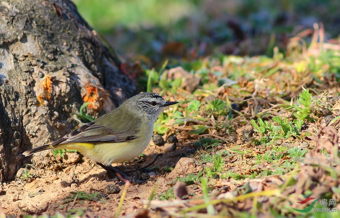 Y-Yellow-rumped Thornbill_����_���˺�_����.jpg