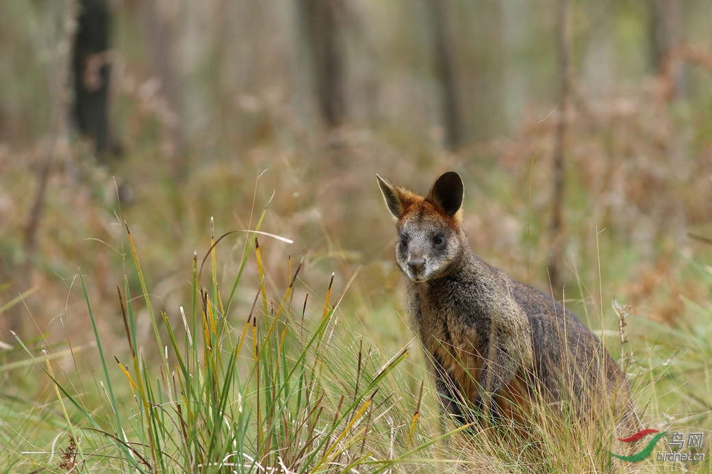 Y-Swamp Wallaby_���˺�_����.jpg