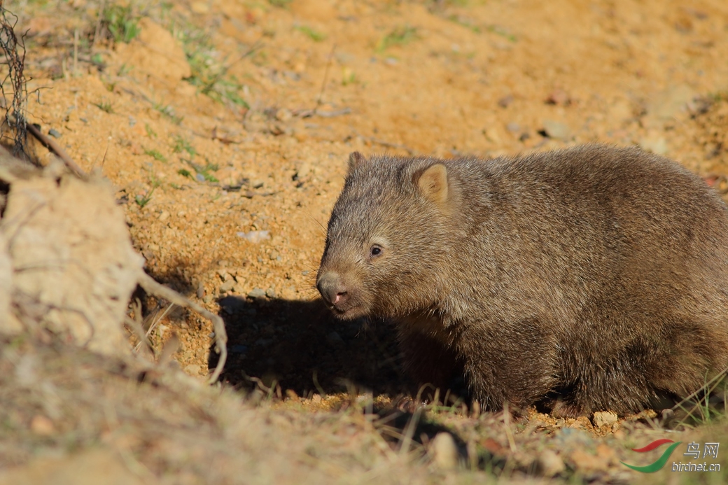 Y-Common Wombat_���˺�_����.jpg