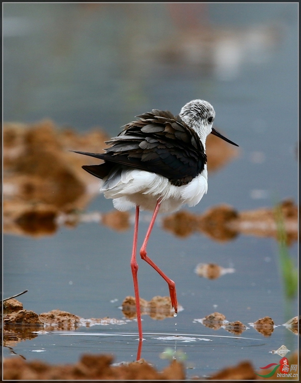 高脚鹬《我心飞翔》续