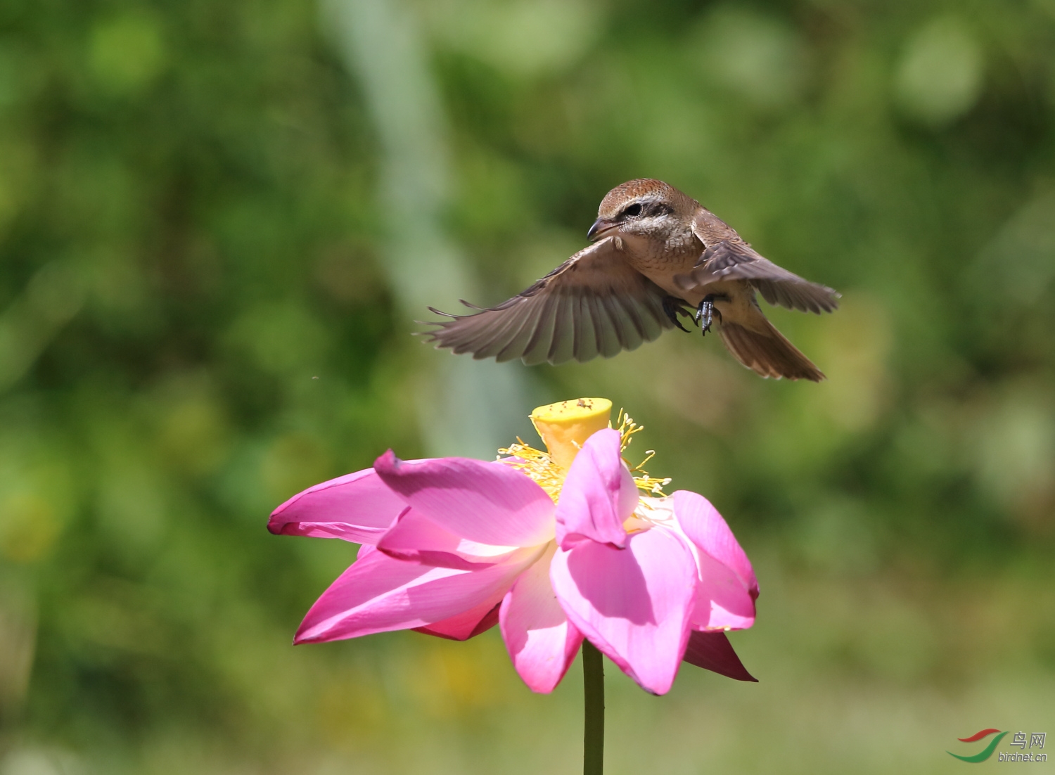 重庆版 chongqing 鸟网