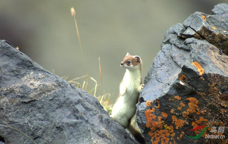 香鼬徙步拍鸟路上的艳遇萌萌哒的香鼬