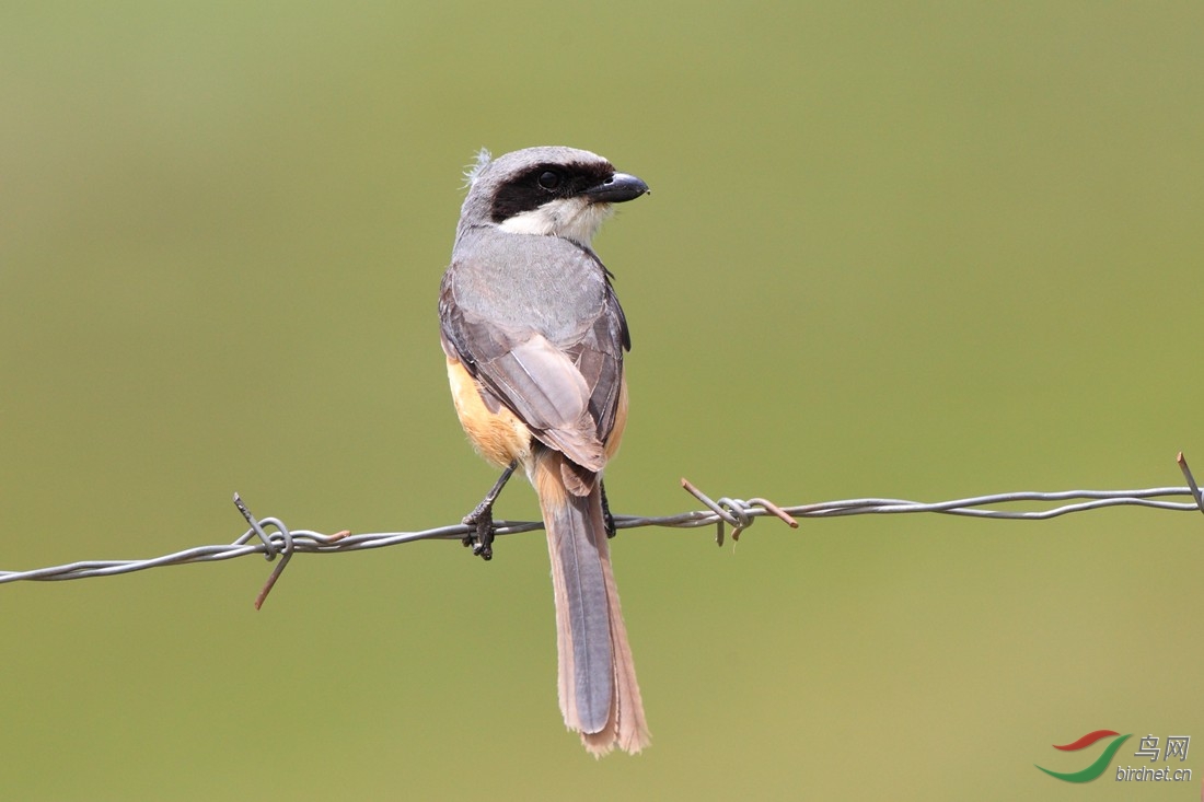 2,灰背伯劳(头,背,尾均灰色)
