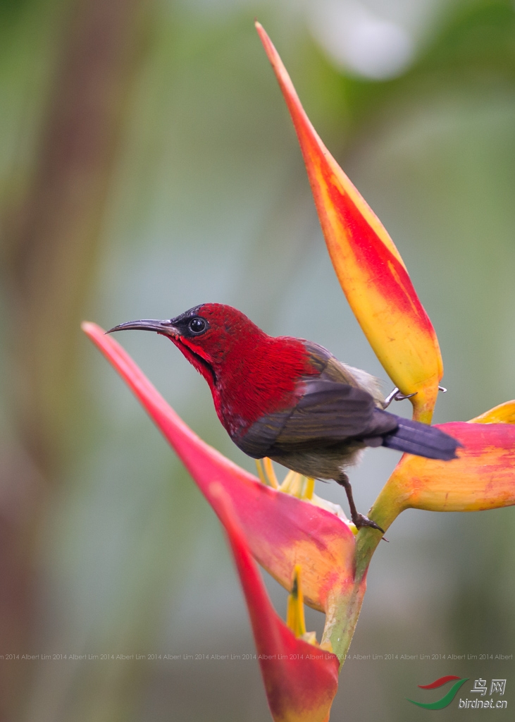 黄腰太阳鸟新加坡拍摄国鸟