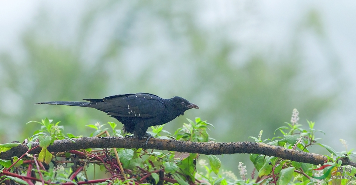 起初误以为是乌鸦,仔细辨认是噪鹃