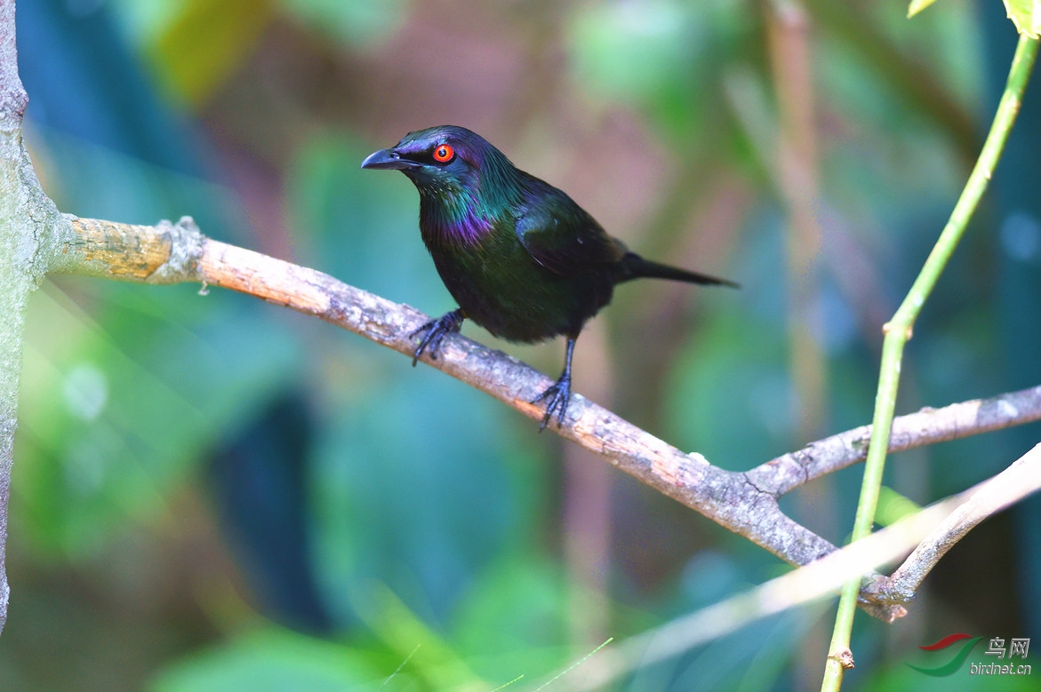 【红眼辉椋鸟】