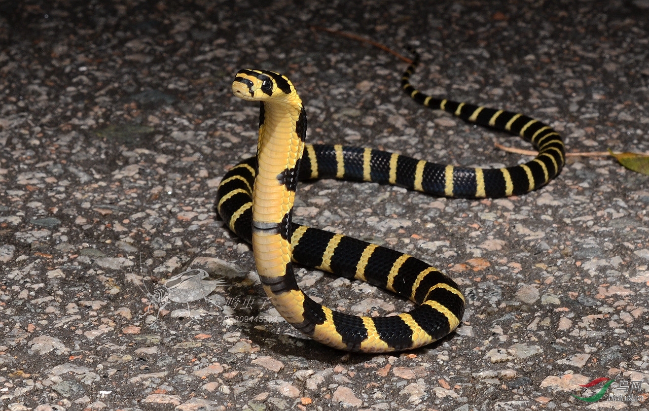 王者归来 - 昆虫两爬 insects/amphibians/reptiles 鸟网