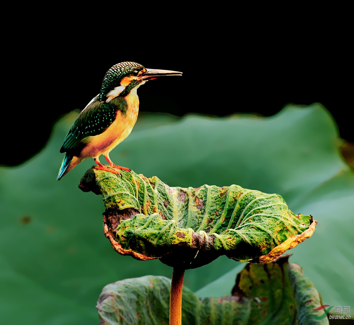 黄昏时候的翠鸟残荷