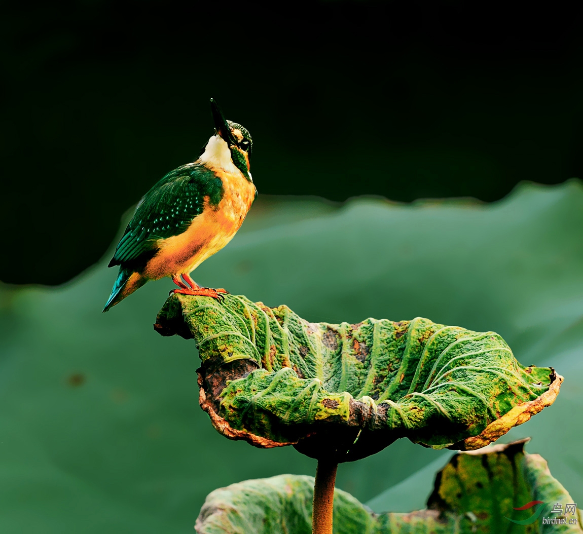 黄昏时候的翠鸟残荷