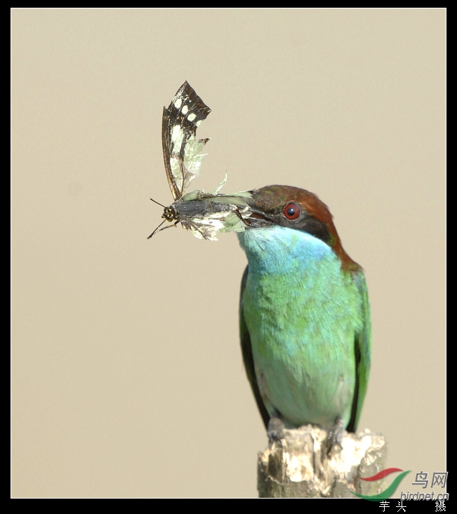 蓝喉蜂虎吃蝴蝶