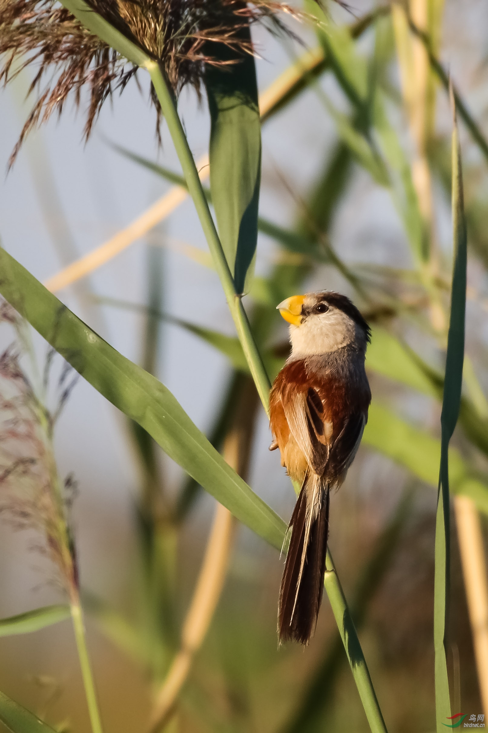 拍到鸟中熊猫震旦鸦雀