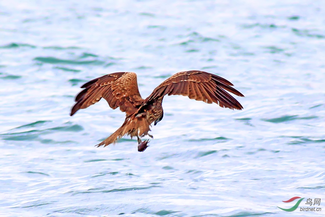 黑耳鸢抓鱼瞬间