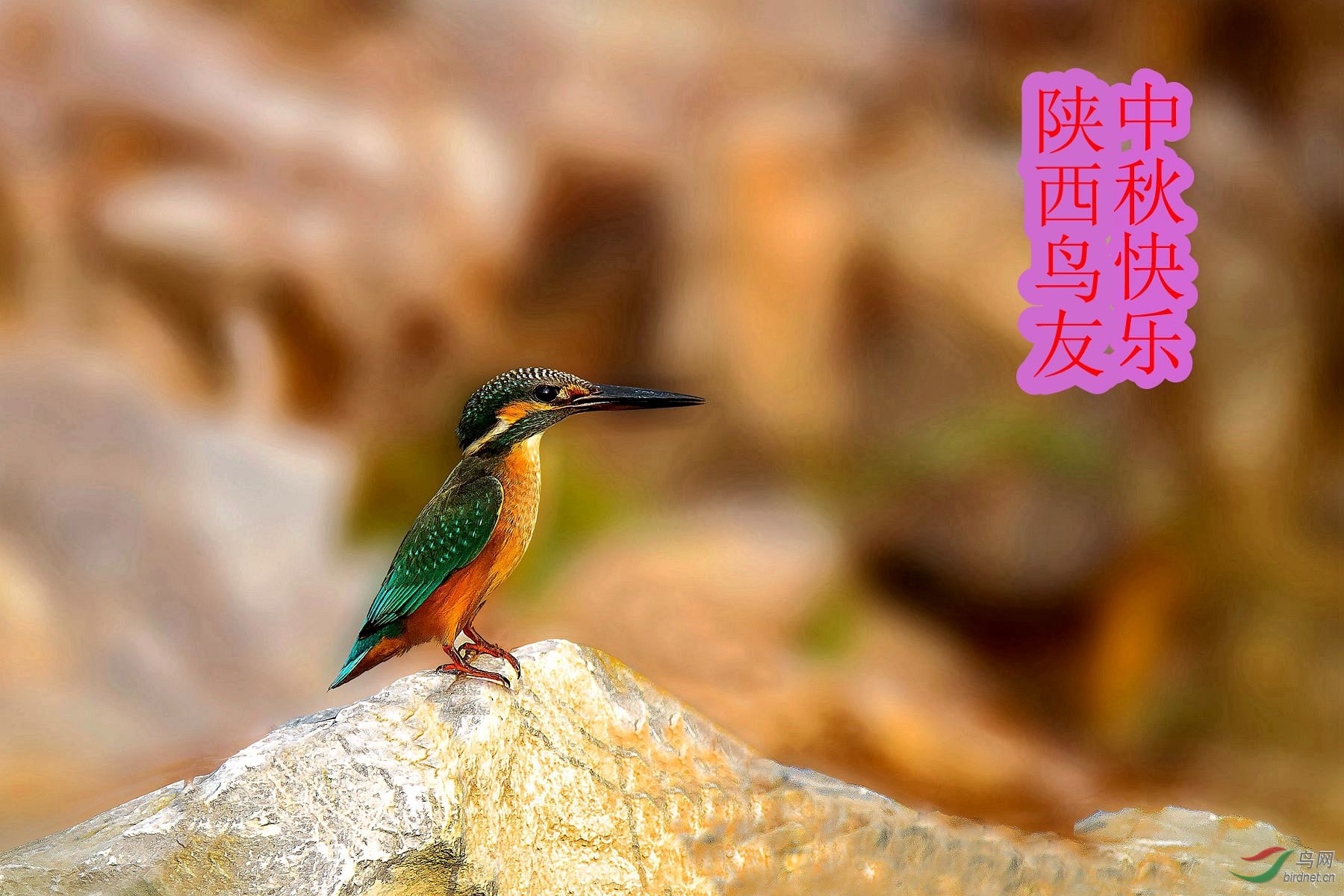 中秋快乐 - 陕西版 shanxi 鸟网