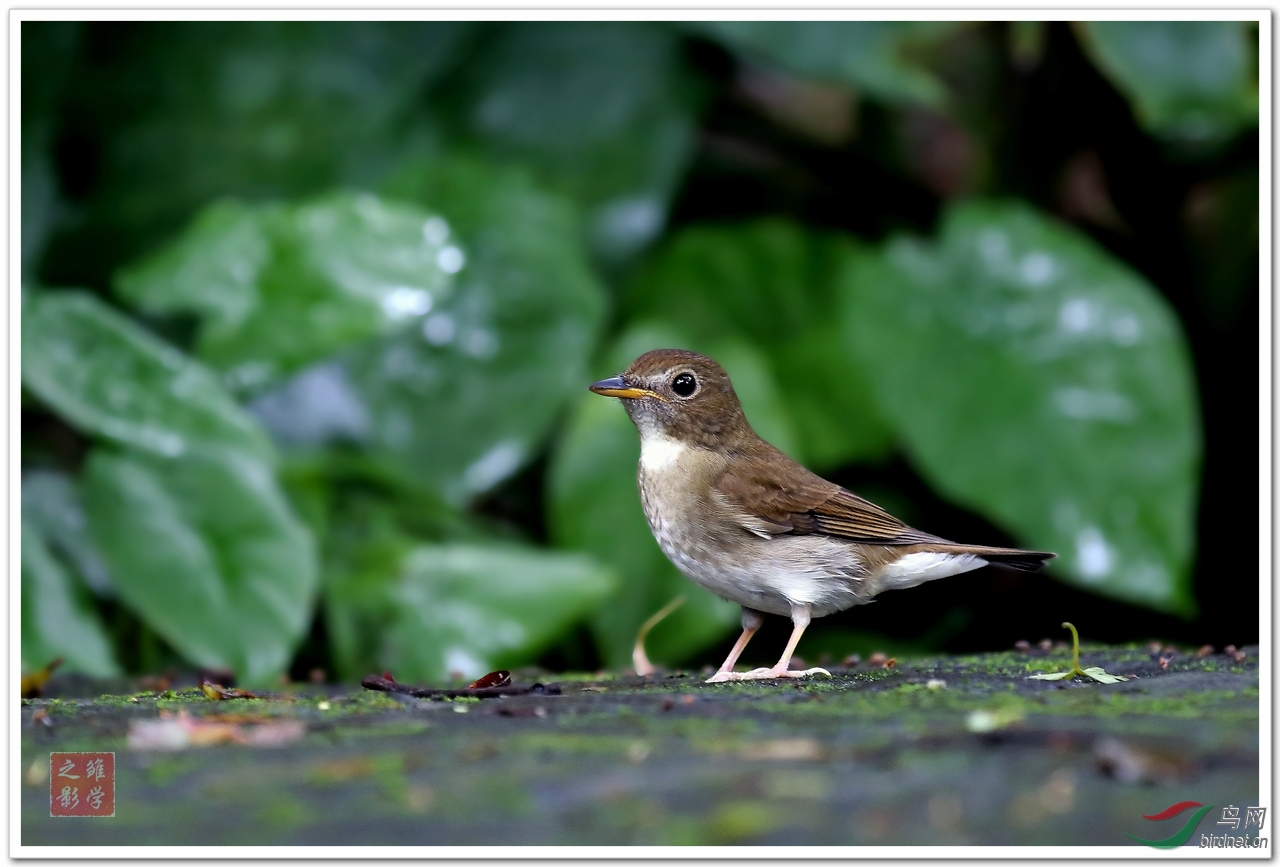 白喉林鹟 - 祝各位鸟友,老师们中秋愉快!