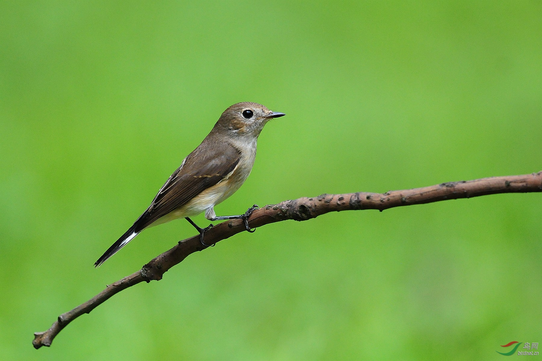 红喉姬鹟(雌鸟)