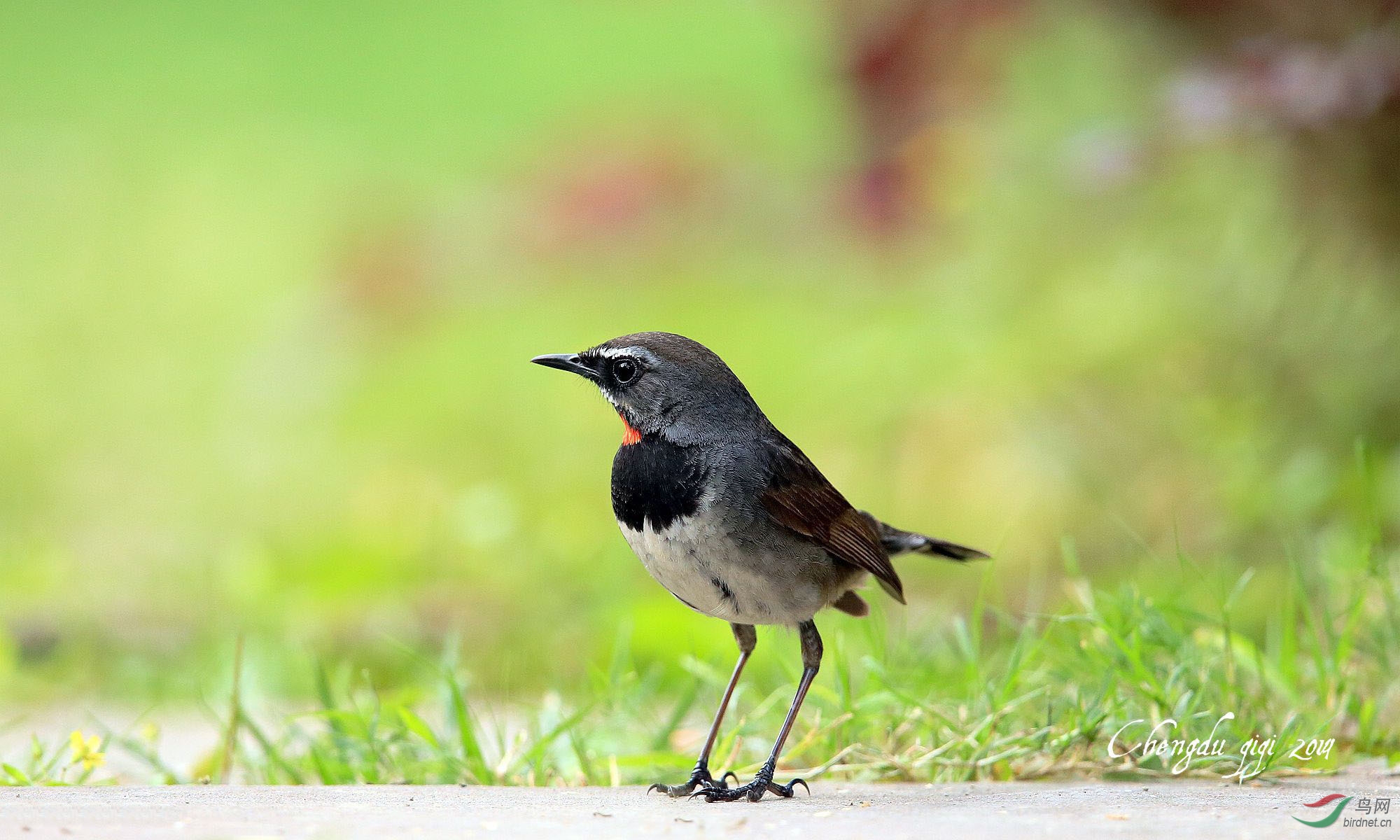 白须黑胸歌鸲黑胸歌鸲1图获鸟网首页精图片