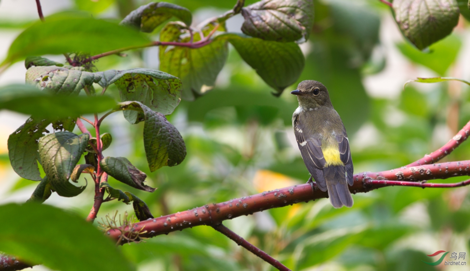 发两张鸭蛋黄母