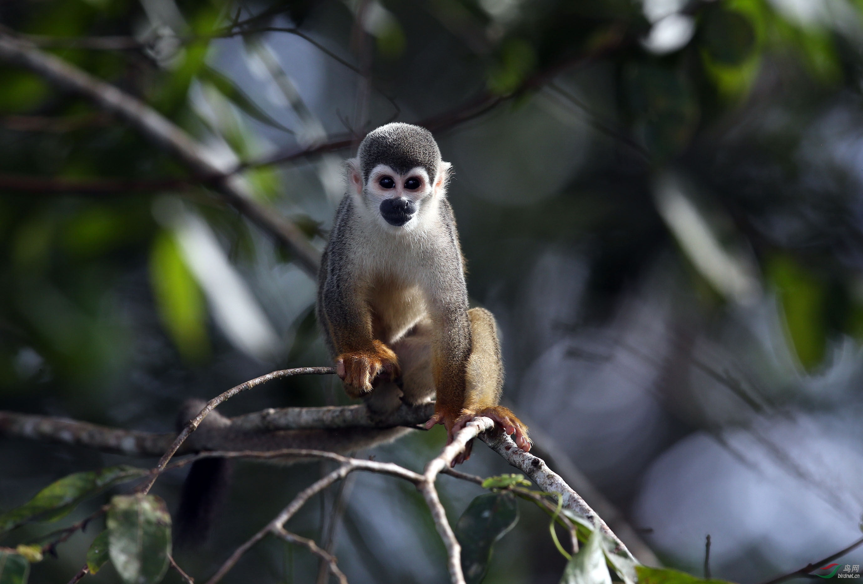 热带雨林的常见动物图片