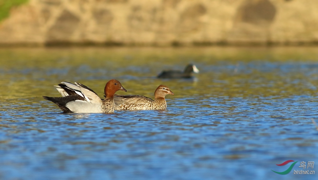 Y-au.woodduck.MF_���˺�_����_����.jpg