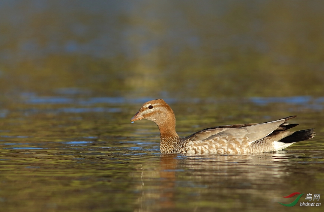 Y-au.woodduck.f_���˺�_����.jpg