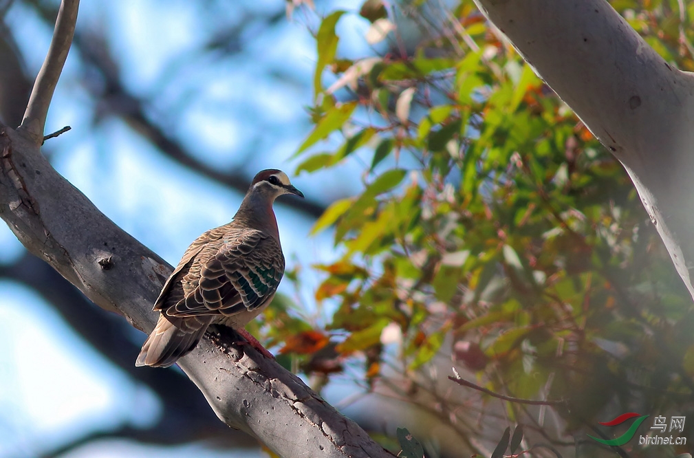 Y-common bronzewing_����_����_���˺�_����.jpg