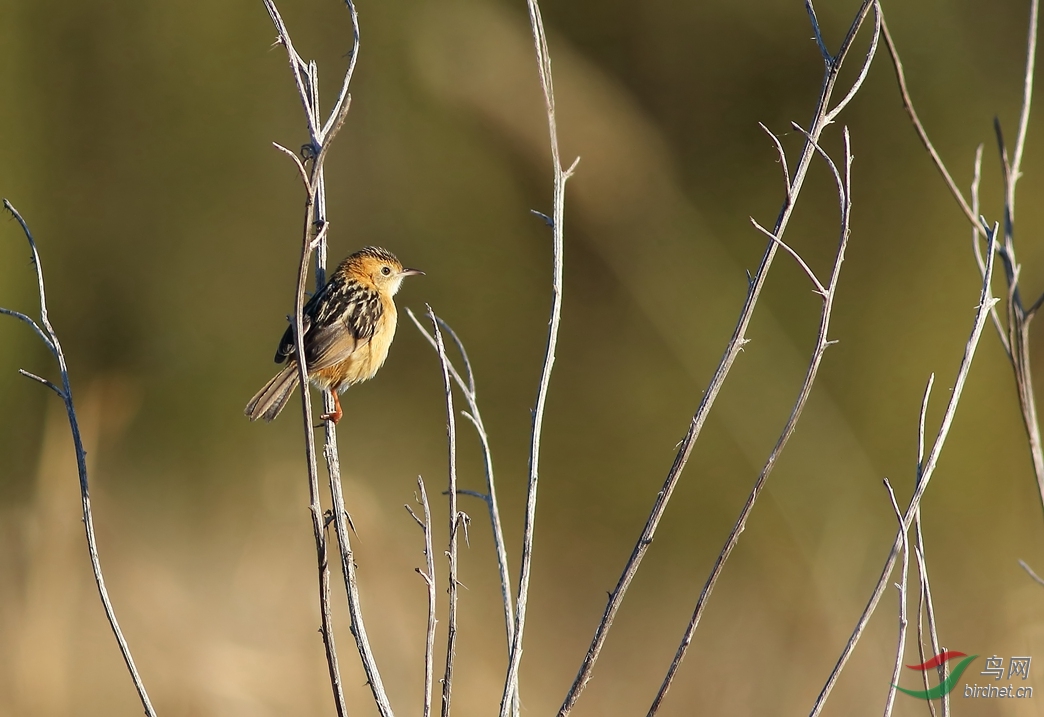 Y-golden-headed cisticola_����_���˺�_����.jpg