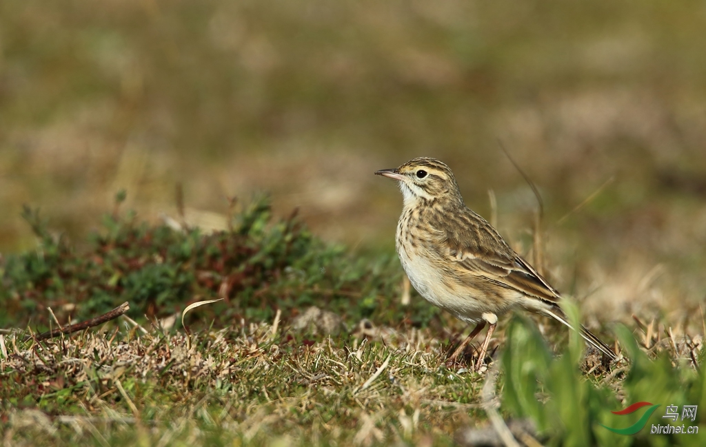 Y-au.pipit2_���˺�_����.jpg
