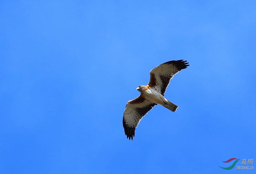 Y-little eagle_����_���˺�_����.jpg