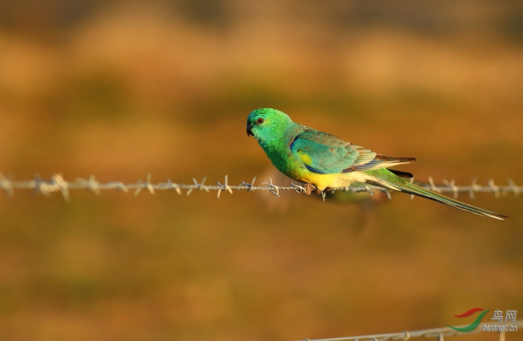 Y-red-rumped parrot.m_���˺�_����.jpg