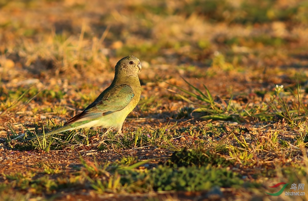 Y-red-rumped parrot.f_���˺�_����.jpg