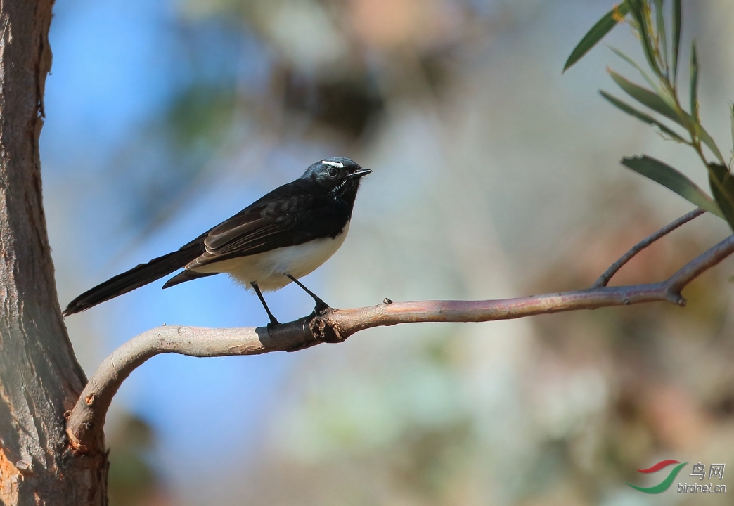 Y-williewagtail1_����_���˺�_����.jpg