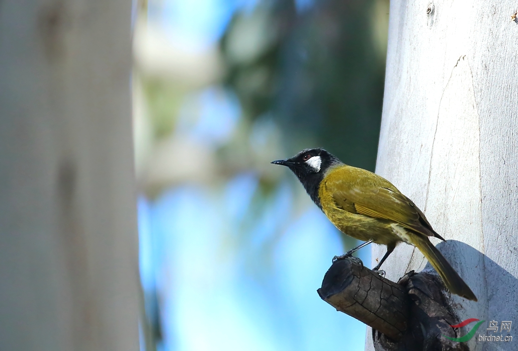 Y-white-eared honeyeater_����_���˺�_����.jpg