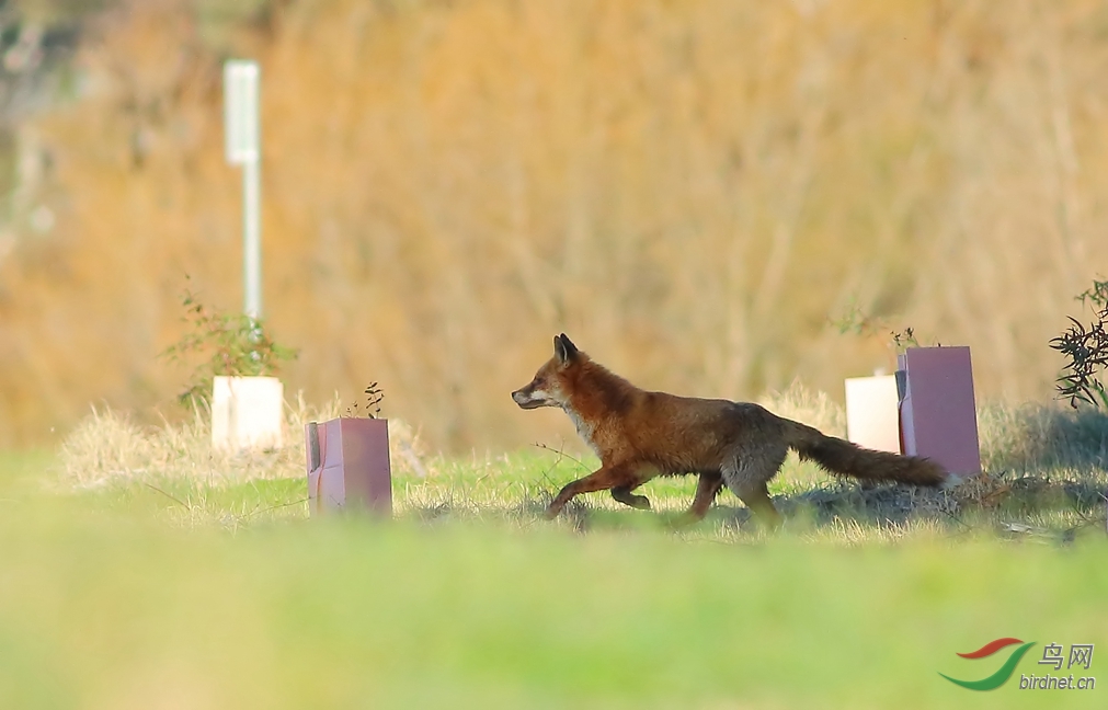 Y-red fox_���˺�_����.jpg