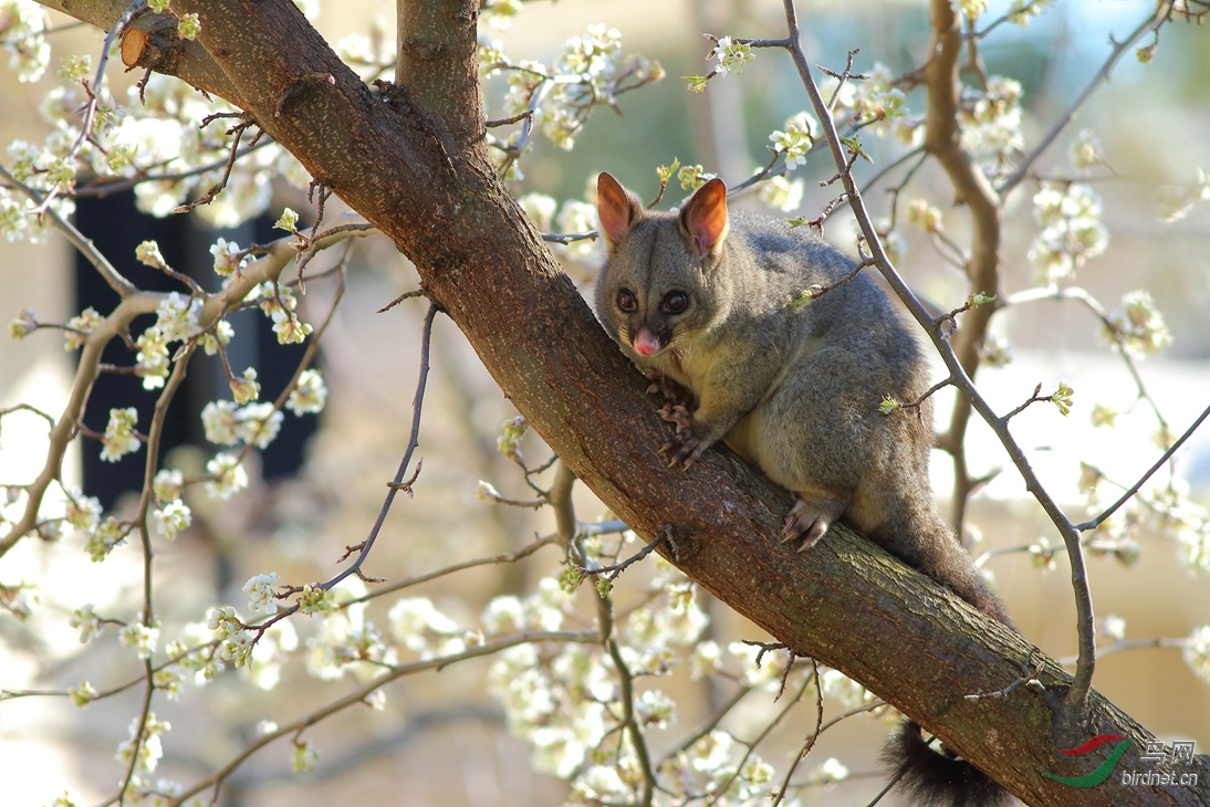 Y-brushtail possum_����_���˺�_����.jpg